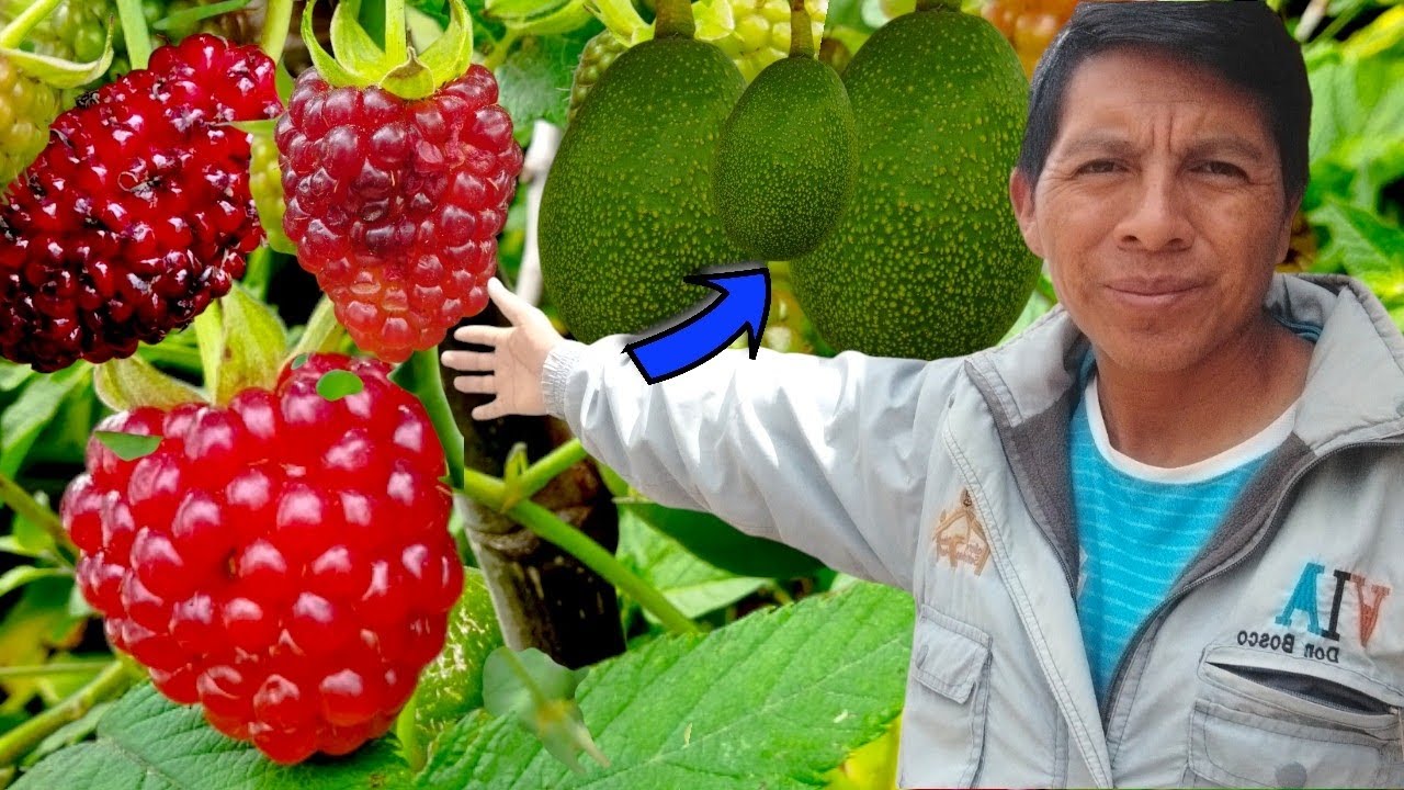 SABÍAN QUE HAY LUGARES DONDE SE PUEDE PRODUCIR FRUTAS Y PRODUCTOS PARA VIVIR UNA VIDA MEJOR