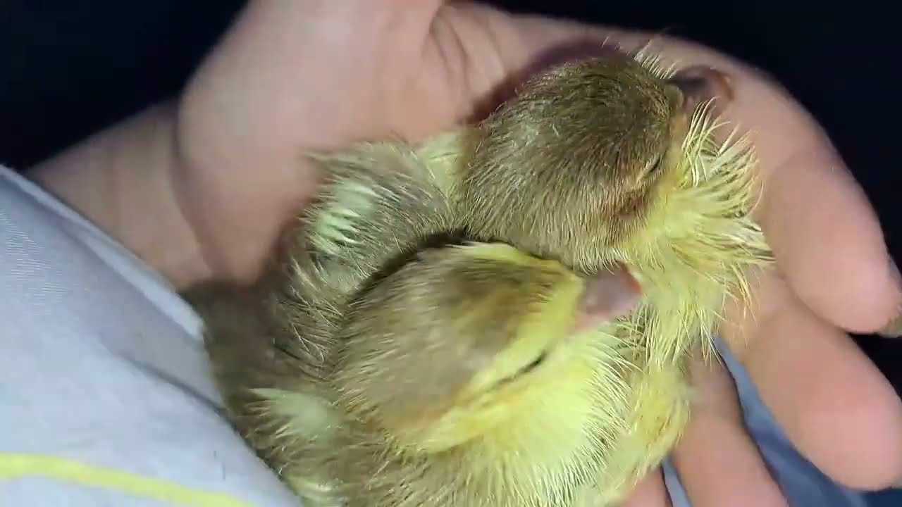 ВИВОДЯТЬСЯ КАЧЕНЯТА. ВЕЧІРНЄ ПОДВІР'Я. ЗАБИРАЮ КАЧЕНЯТ НА НІЧ ВІД КАЧКИ