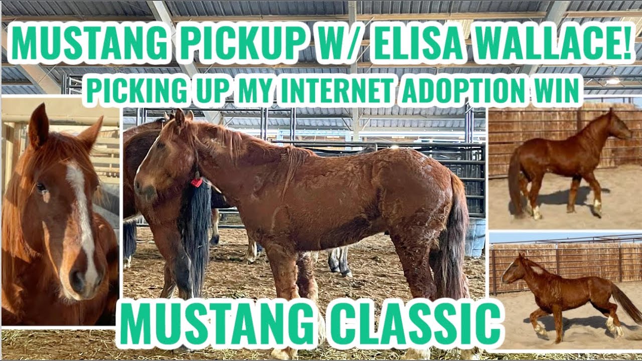 MUSTANG PICKUP W/ ELISA WALLACE | Mustang Classic 1