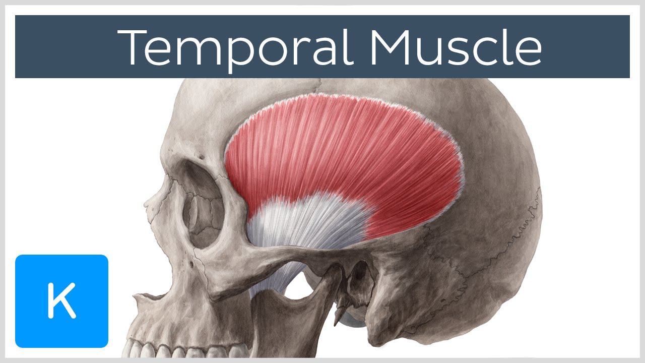 Temporal Muscle Anatomy Overview - Human Anatomy |&nbsp;Kenhub