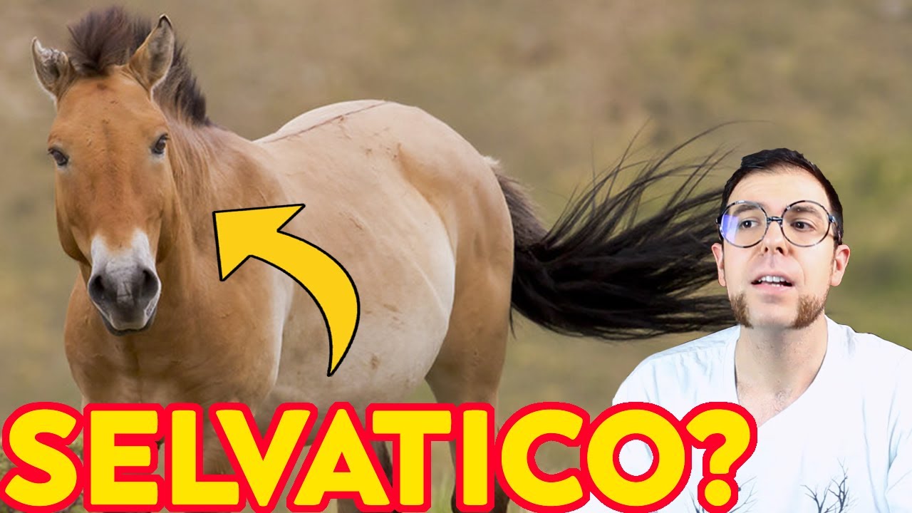 i CAVALLI sono ESTINTI?