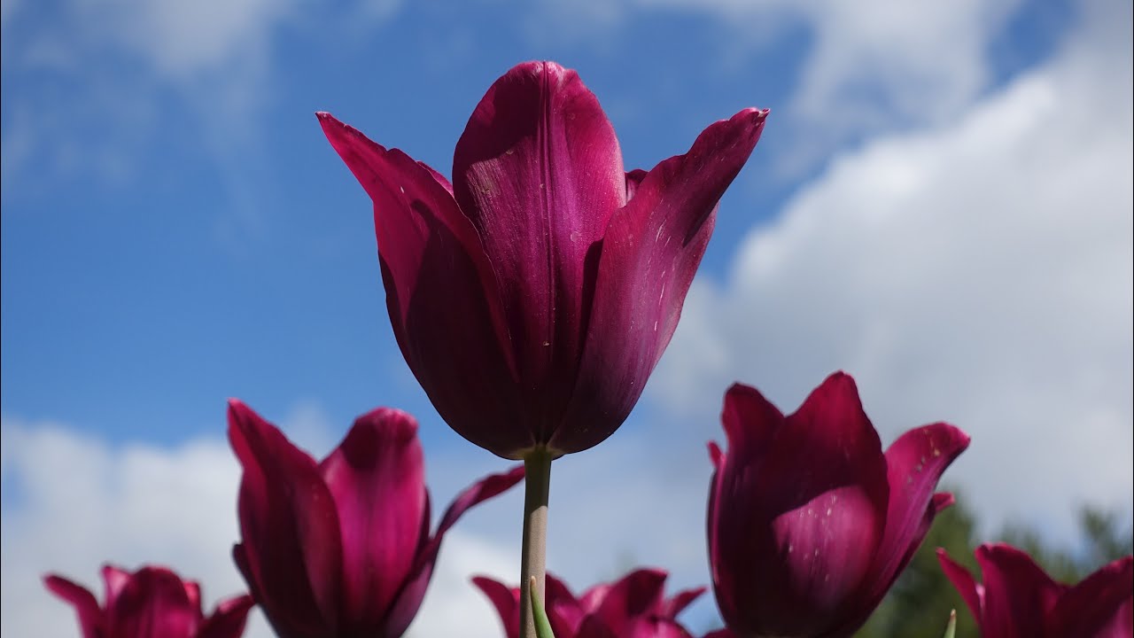 Tulipmania - Saldes