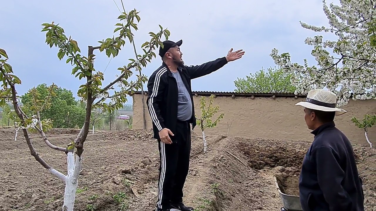Бак даваат. Бостон айылында.