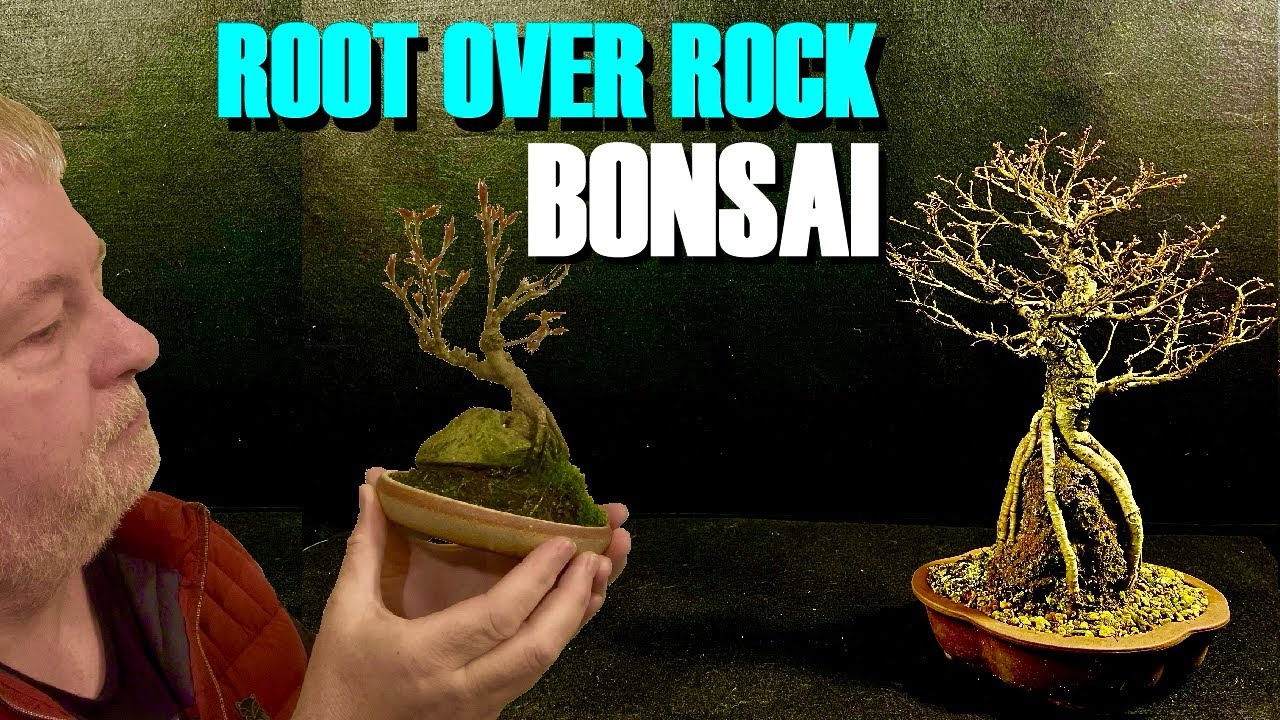 Creating Root-Over-Rock Bonsai (Step by Step)