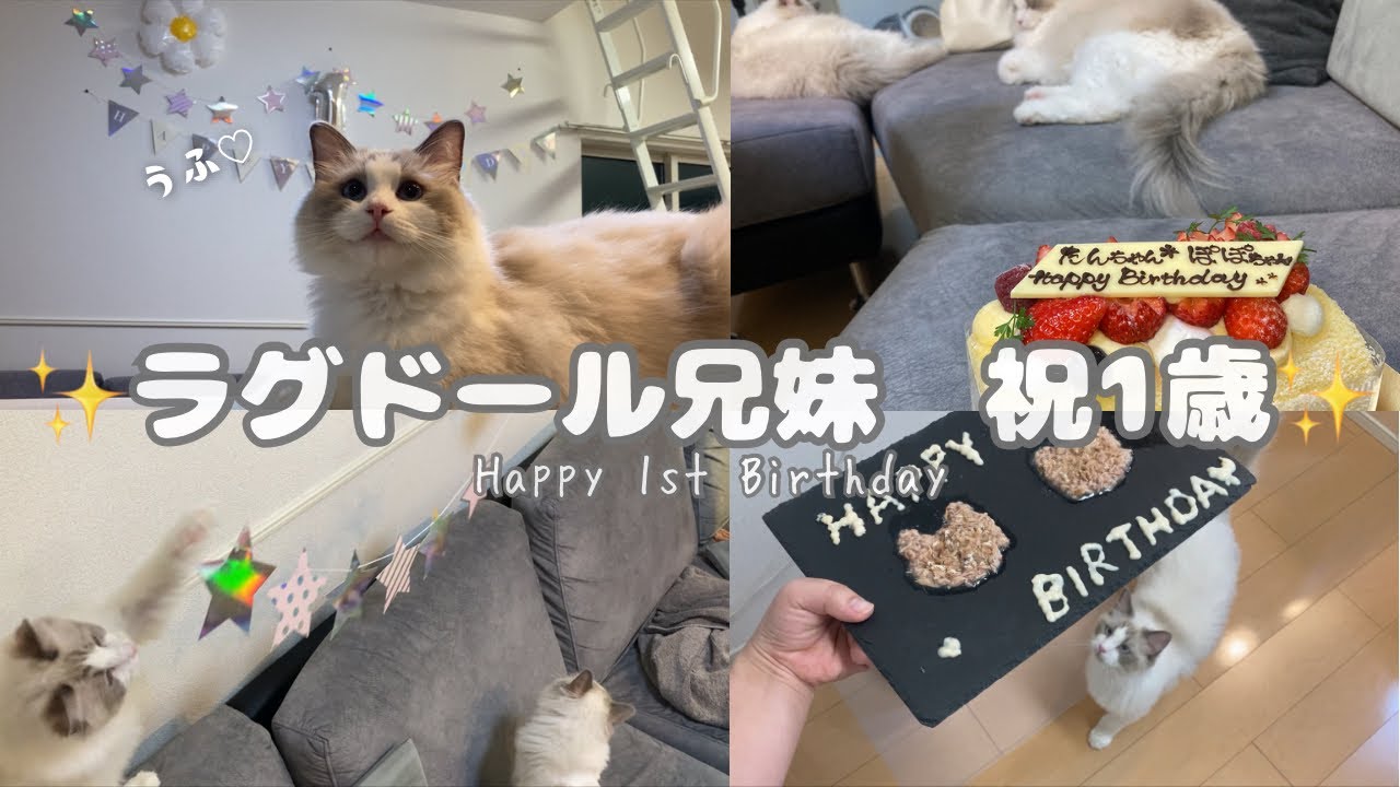 一歳のお誕生日🎂1st Birthday【ENGsub】【癒し】