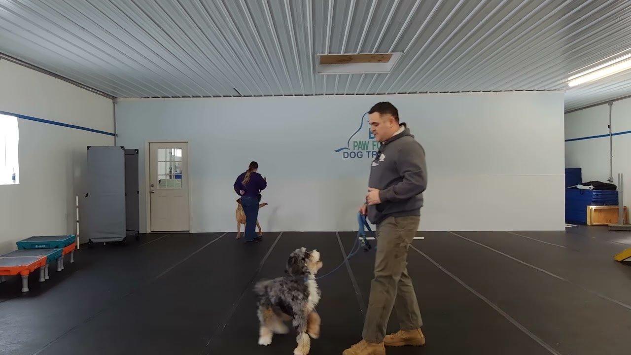 Bear the Bernedoodle & Ray the Labrador Retriever | Reactivity Training Together | Week 3