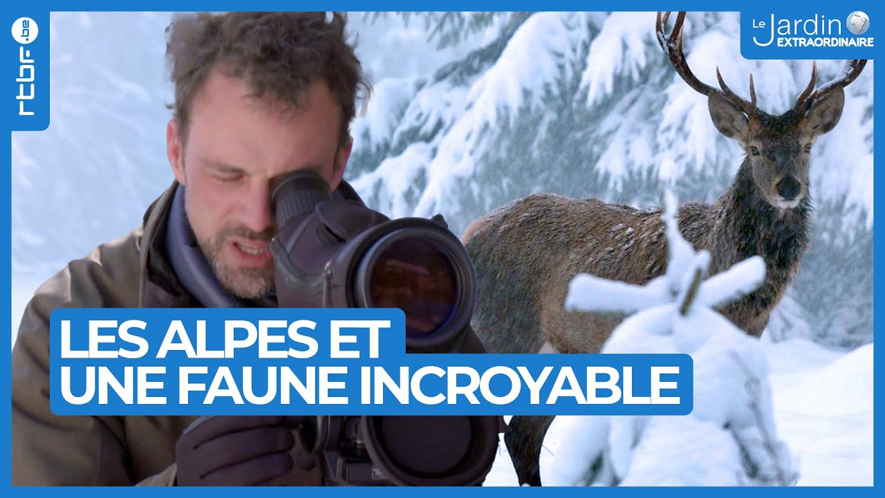 Les Alpes : à la découverte d'une faune si particulière - Le Jardin Extraordinaire 🌍