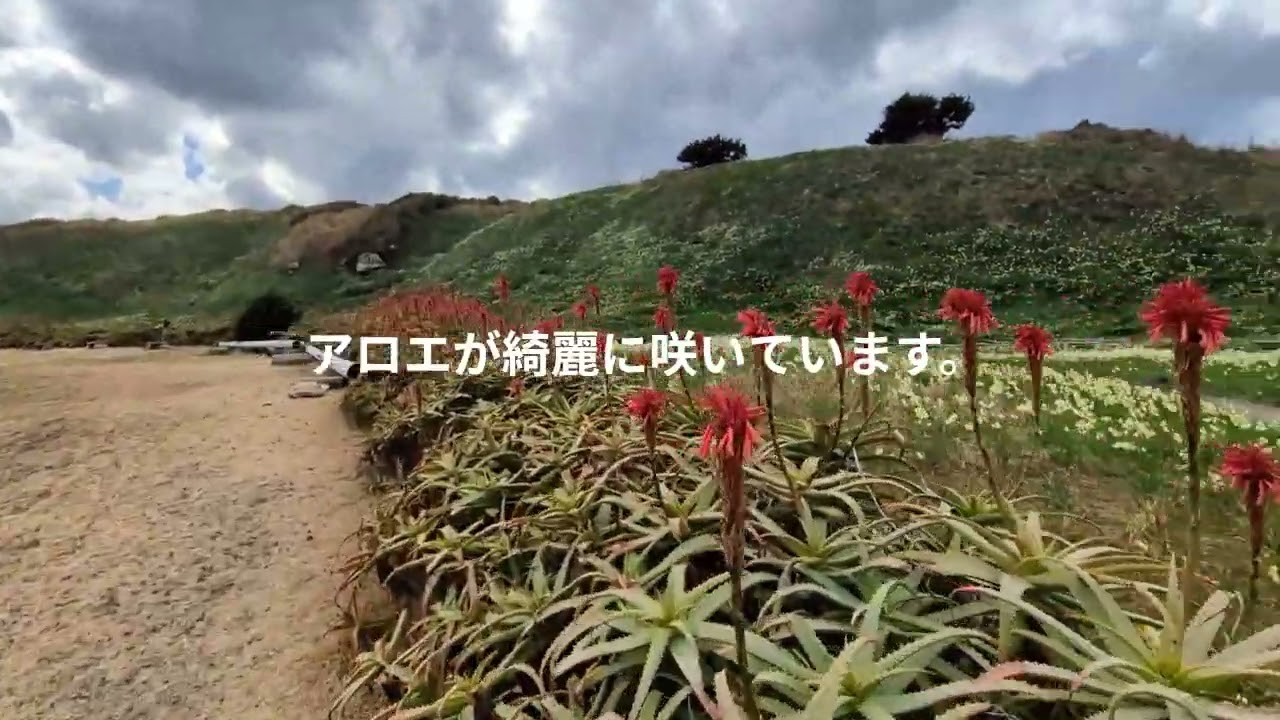 2026年2月8日　下田・南伊豆　水仙、アロエの花、菜の花、河津桜満開
