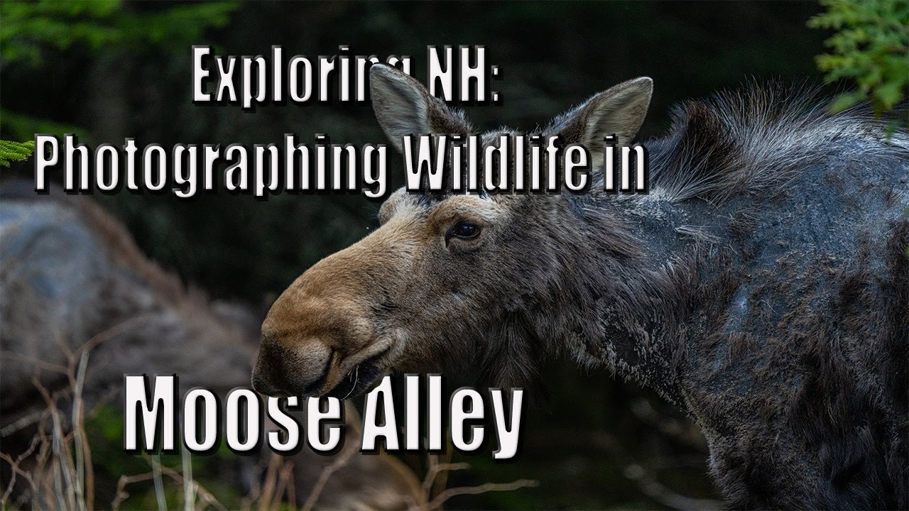 Exploring NH: Photographing wild life in Moose Alley