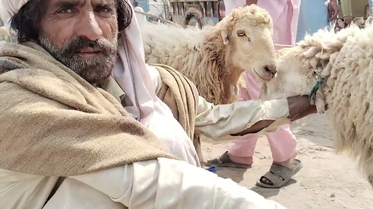 Bakra mandi Dera Ismail khan New update 27 February 2026