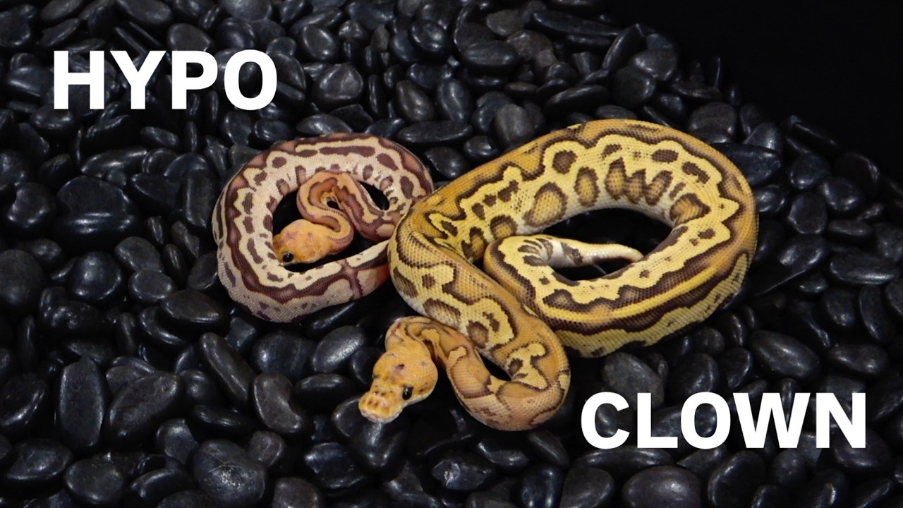 Hypo Clown The Best Of Both Worlds!