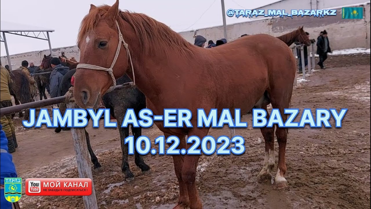 10.12.2023 JAMBYL AS-ER MAL BAZARY | Жылқы бағалары ✅