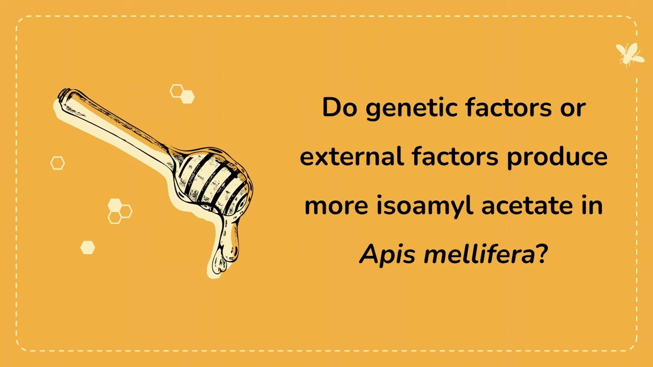 Genetic and External:  Isoamyl Acetate Production in Apis mellifera