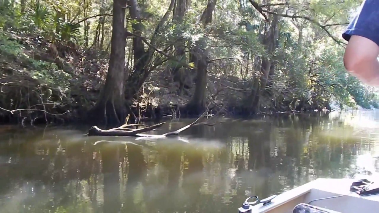 Chipola River....way below Peacock brige....09/28/17
