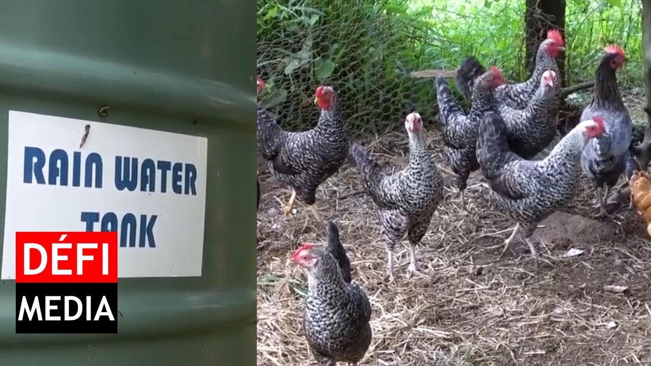 Visite à la ferme écologique du Sud