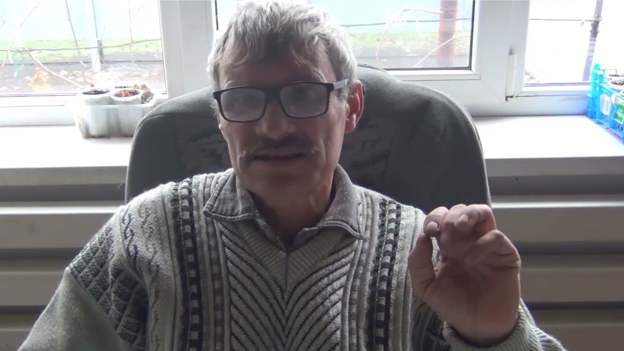 Дегустация табака , Плиска типичная и Крепыш