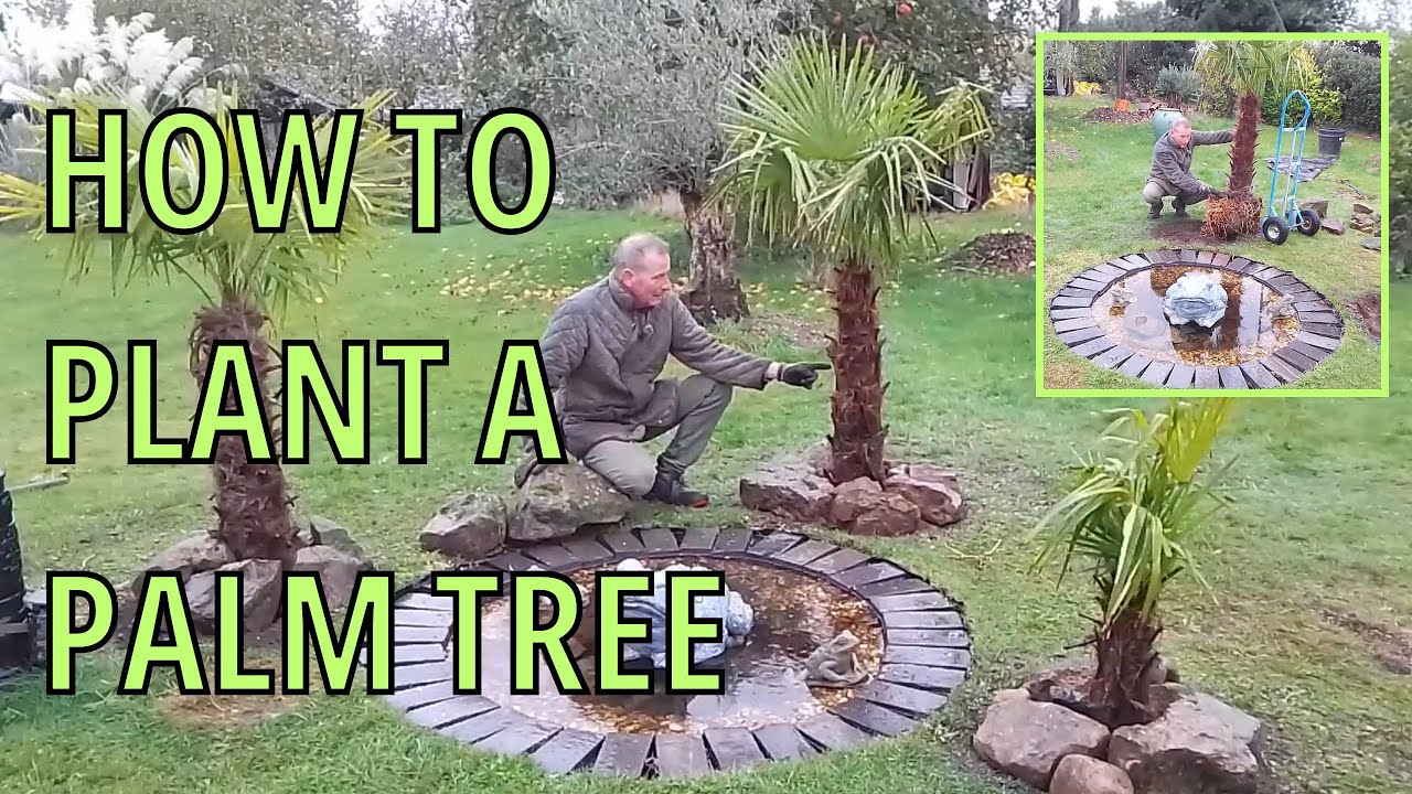 Посадка большой пальмы «Trachycarpus Fortunei» (китайская пальма-мельница)
