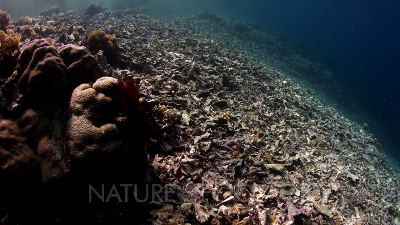 The view from a dead coral reef to a healthy coral reef