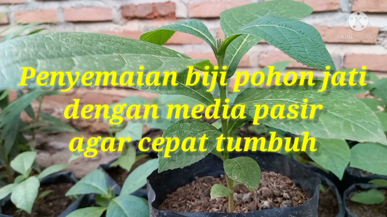 cara penyemaian biji pohon jati dengan media pasir agar cepat tumbuh.