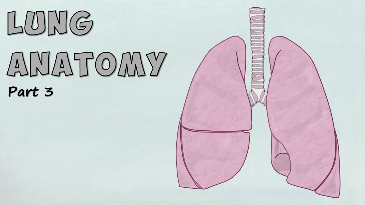 Lung Anatomy Overview | Lobes, Surfaces & Borders Simplified (Lung Series Part 3)