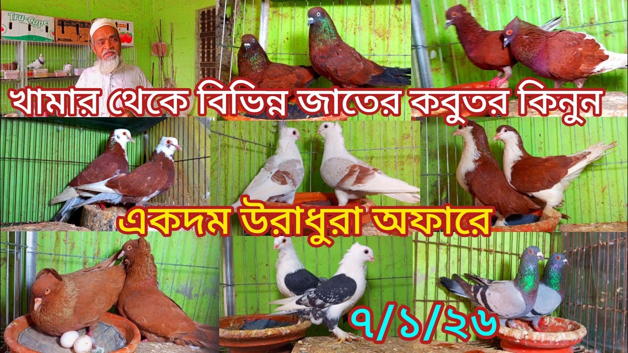 বাবু ভাইয়ের খামার থেকে ডিম বাচ্চা সহ গ্যারান্টি সহকারে কবুতর কিনুন একদম পাইকারি দামে 