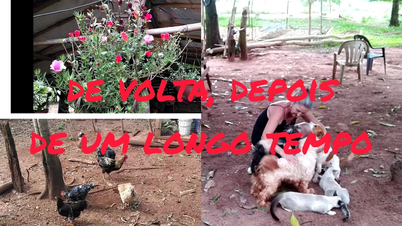 Matando a saudade da roça! 