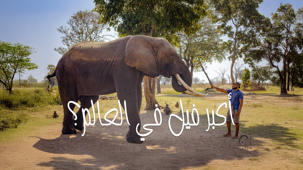 هل هذا أضخم فيل في العالم ؟! |  كيف تعيش الفيلة في افريقيا