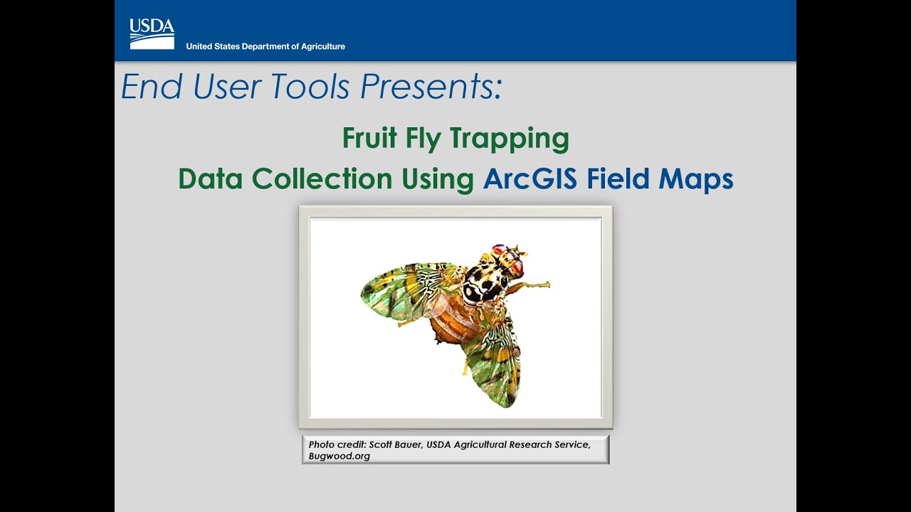 Fruit Fly Trapping Data Collection using ArcGIS Field Maps (FF)