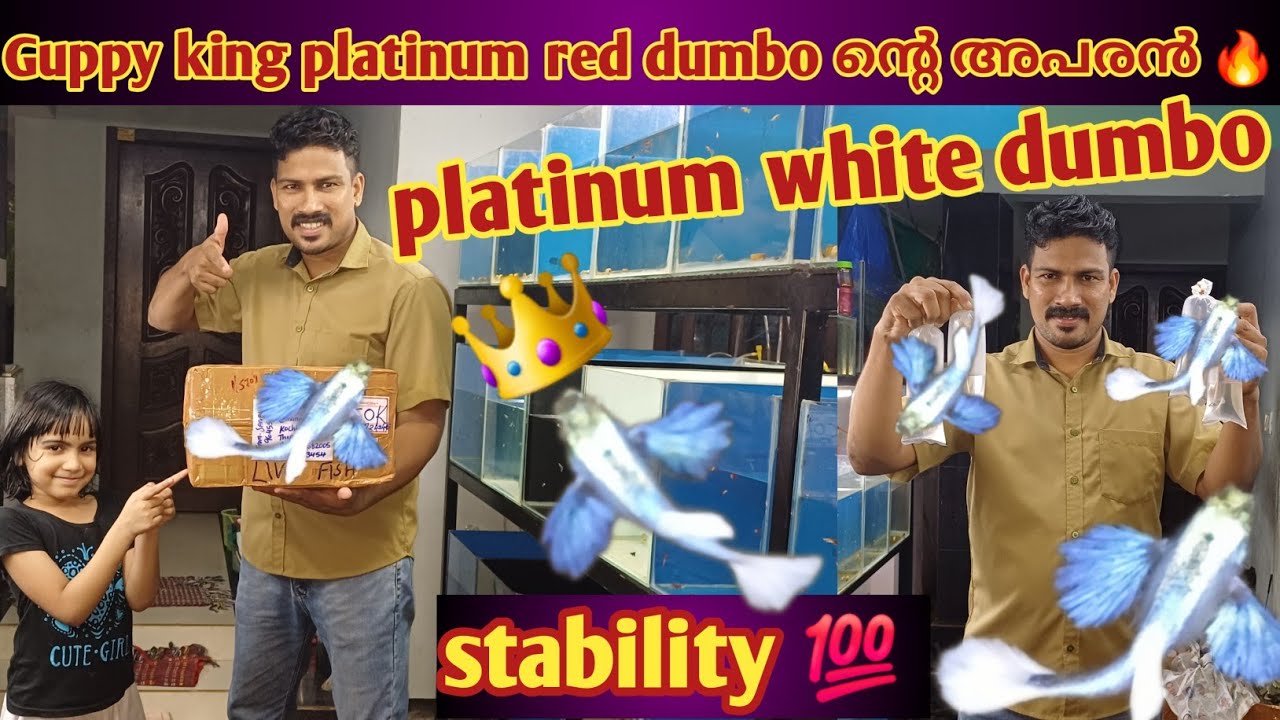 Guppy king platinum red dumbo ൻ്റെ അപരൻ 🔥 platinum white dumbo || #platinumwhitedumboearguppy