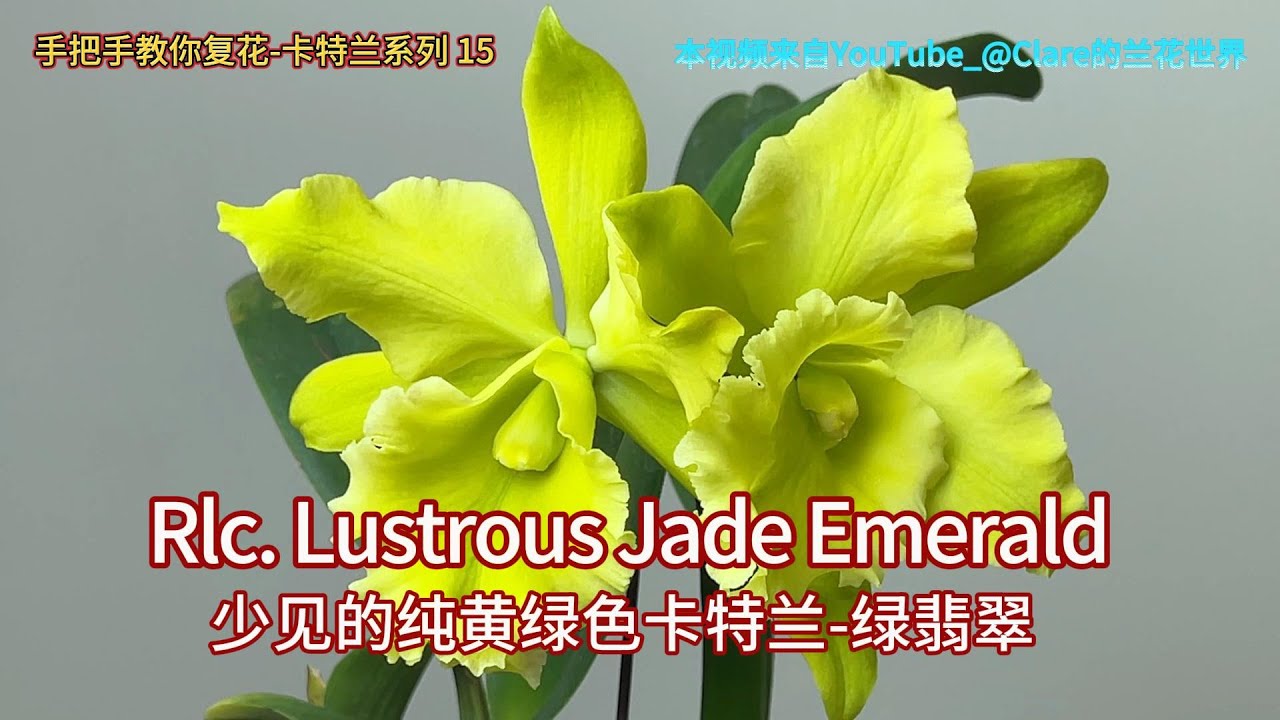 手把手教你复花-卡特兰系列 15 少见的纯黄绿色卡特兰-绿翡翠 Rlc. Lustrous Jade Emerald