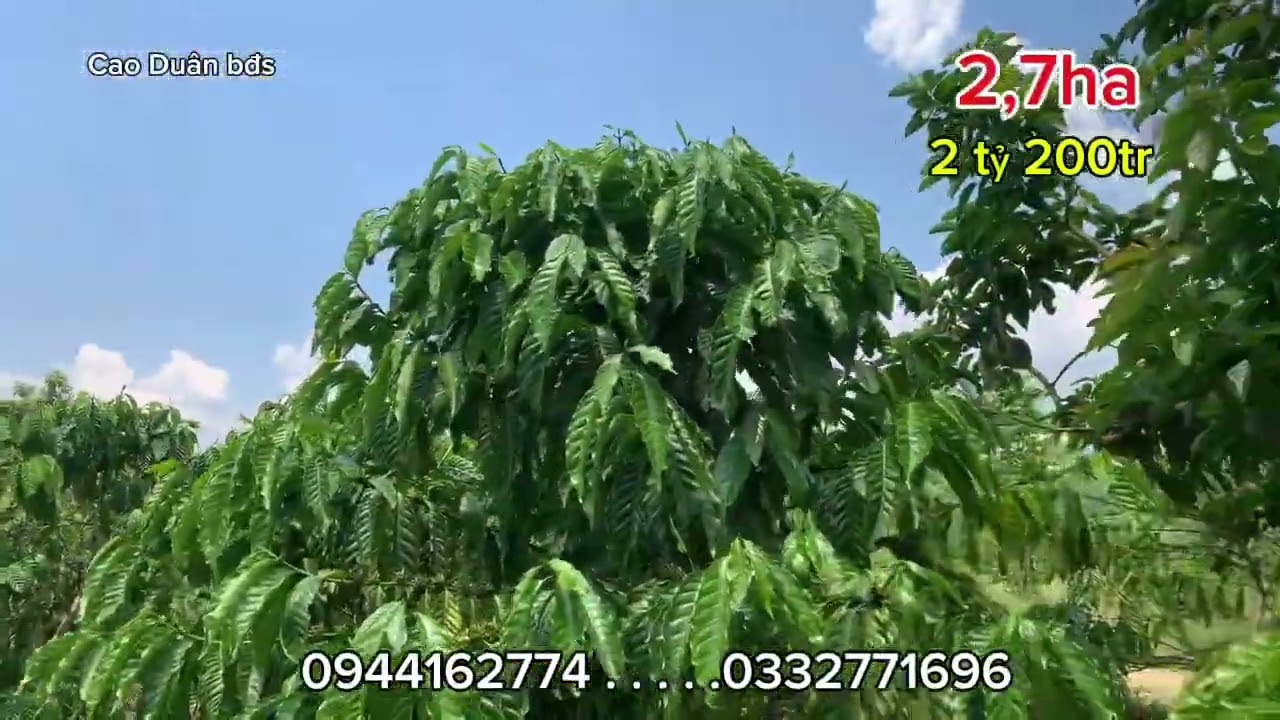 2,7ha cà phê nguồn thu 7 tấn nhân, 2 tỷ 200tr, tại xã Đak Nang, krông nô, Đắk Nông, lh: 0944162774