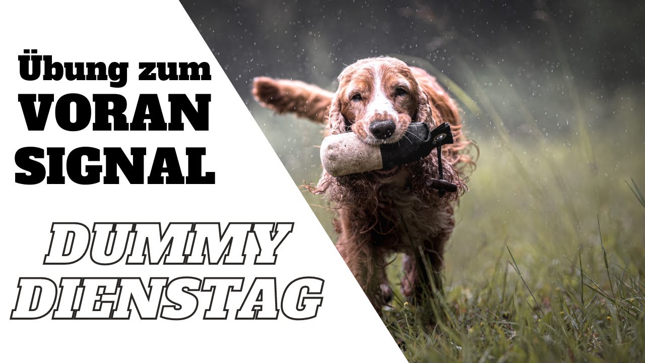 Dummytraining: Tolle Übung zum blinden 'Voran'