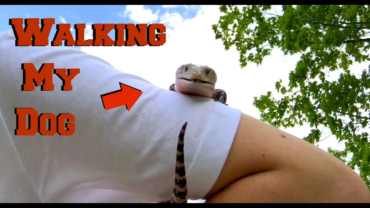 Walking My Skink at the Park!!!!!!