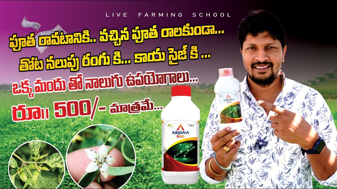 #మిరప తోట నలుపు వచ్చి పూత బాగా రావాలి అంటే...కాయ సైజ్ రావడానికి..తక్కువ ధర లో #ARJUNA-999 #kamallfs