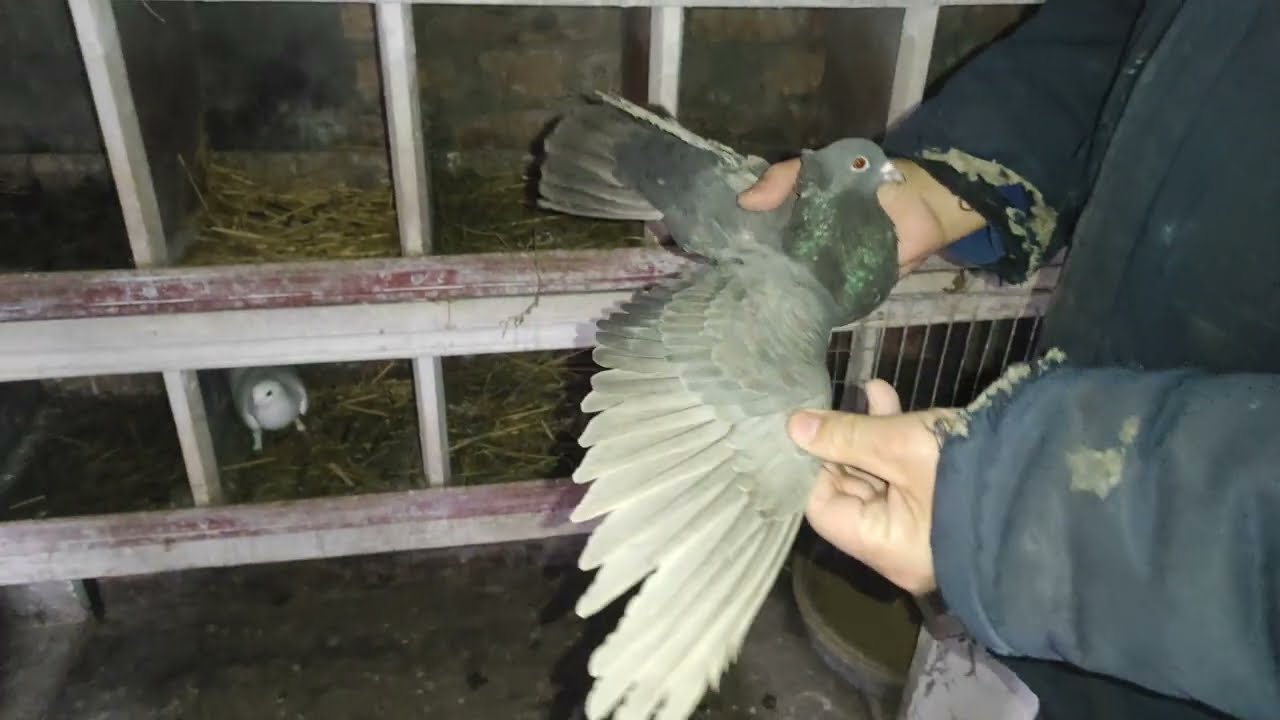 Бакінські бойні голуби Бочкарьова В. П.