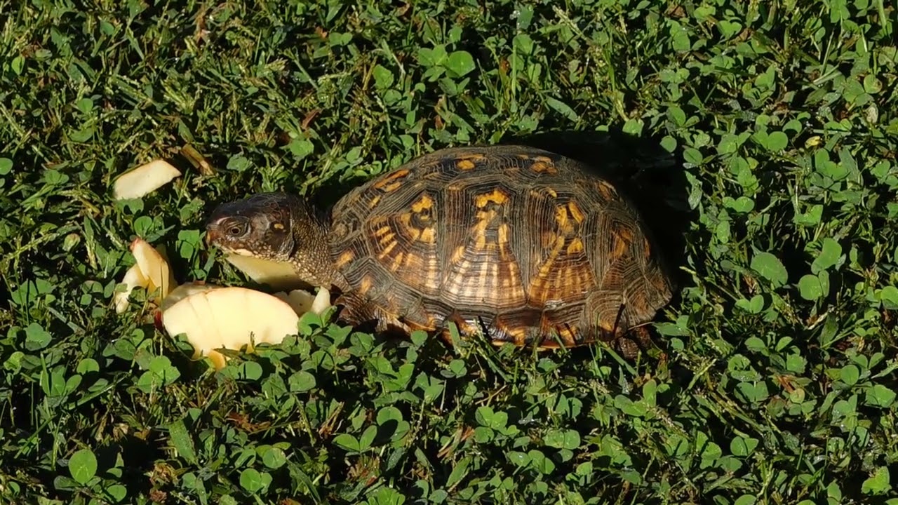 Box Turtle (female) enjoys apple snack SW Virginia 1 October 2023