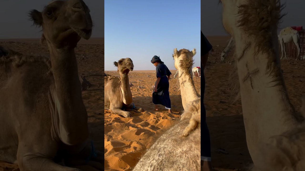 اصغر راعي ابل سعودي