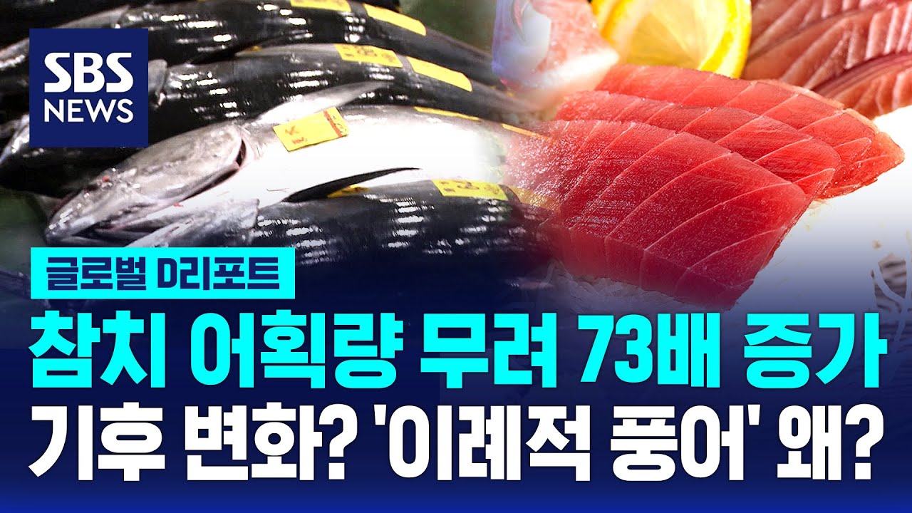 예년의 70배?&hellip;'이례적 풍어' 왜? / SBS / #D리포트