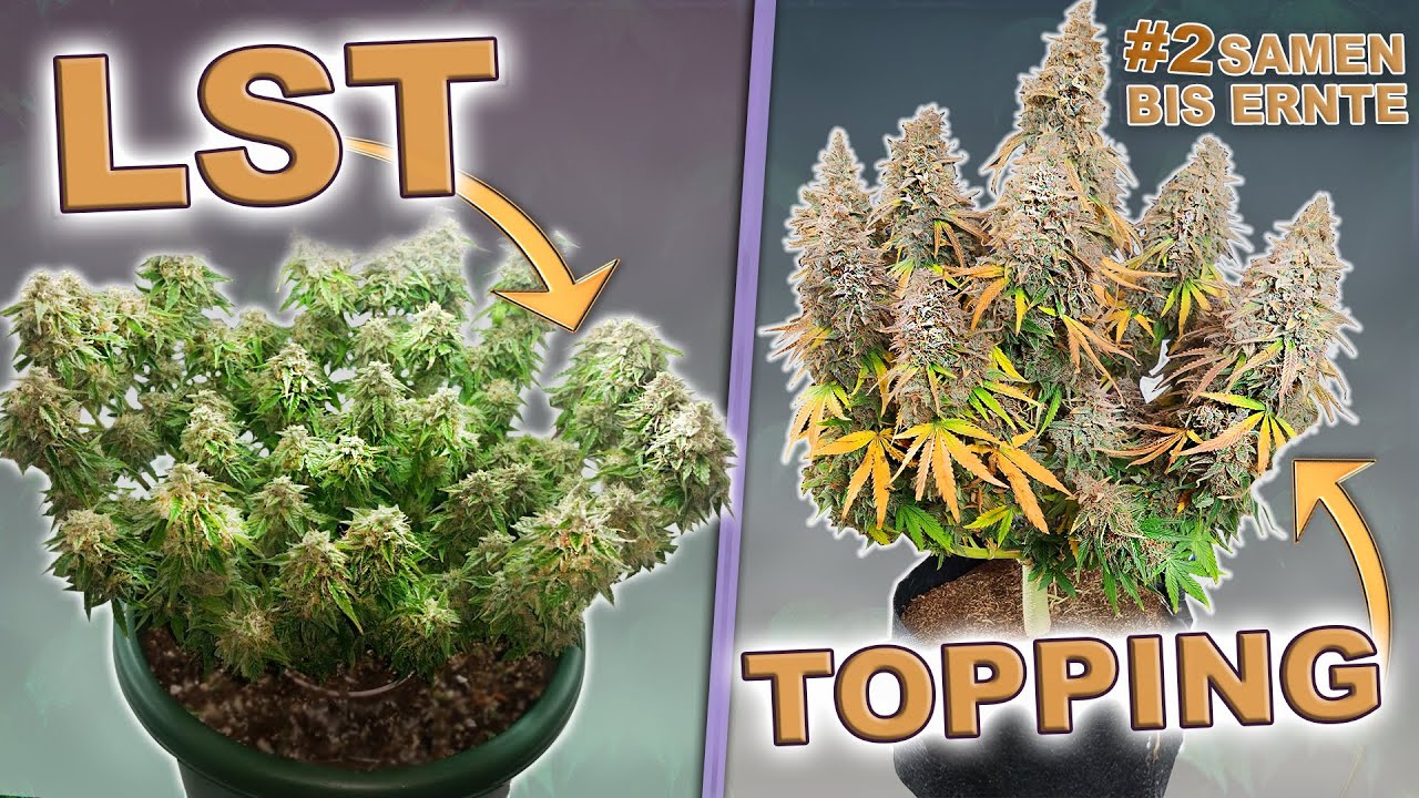 Cannabis Training für Anfänger 🥦 Topping & Low Stress Training