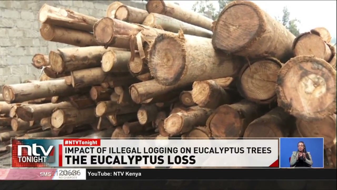 Between February and August Kenya exported more than 60,000 metric tonnes of Eucalyptus Veneers