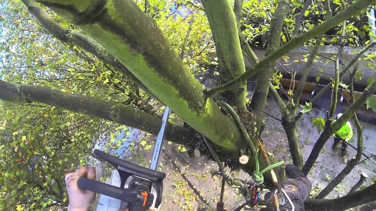 Tree surgey, Arborist, Pollarding London Plane