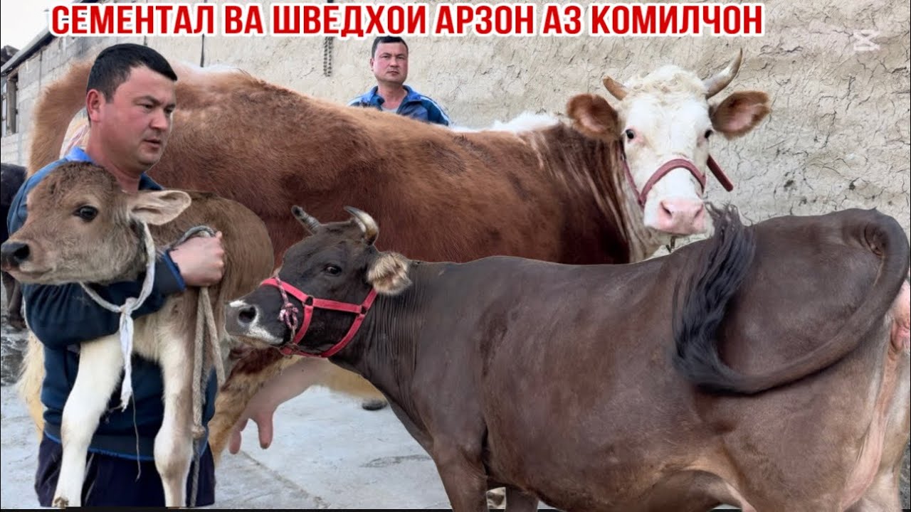 СЕМЕНТАЛ ВА ШВЕДХОИ АРЗОН АЗ КОМИЛЧОН 23 февраля 2026 г.