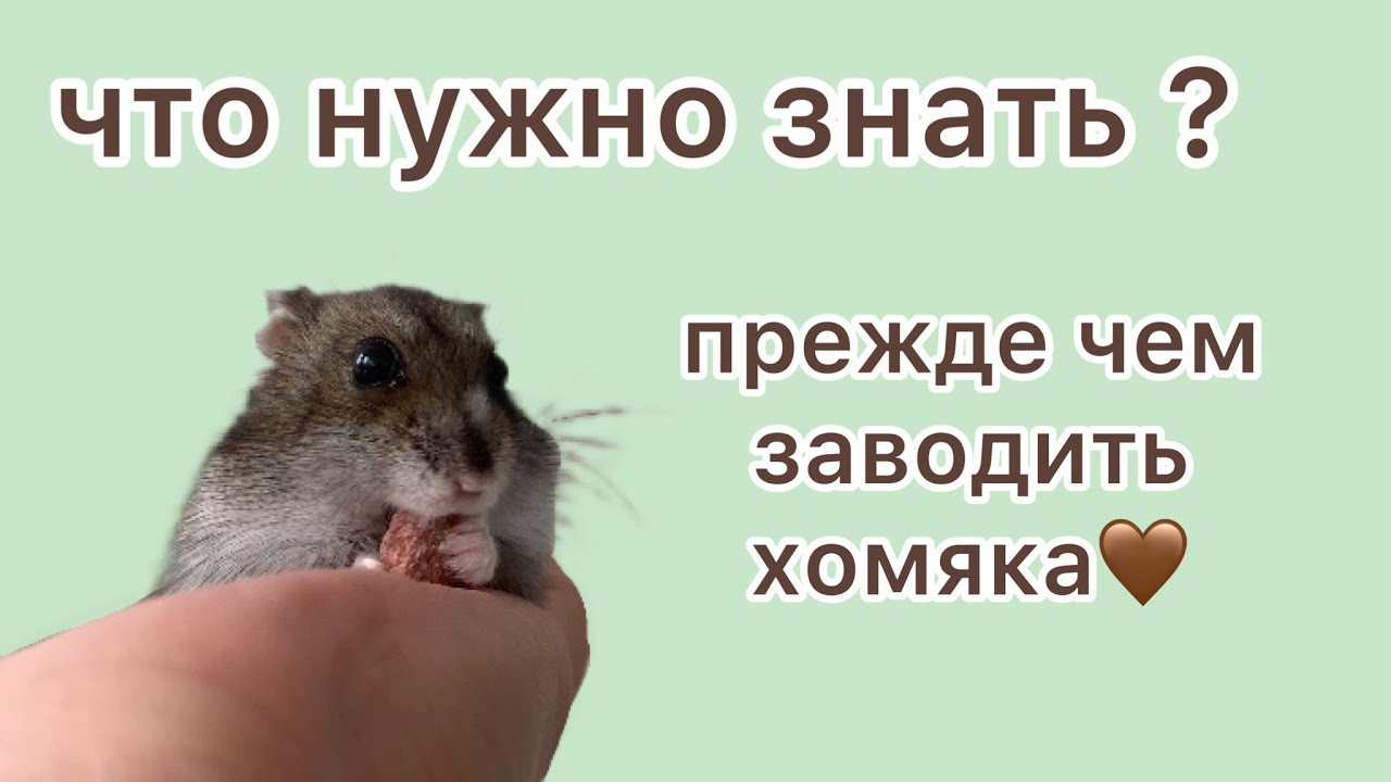 Что нужно знать прежде чем заводить хомяка?🤎🤎🤎￼