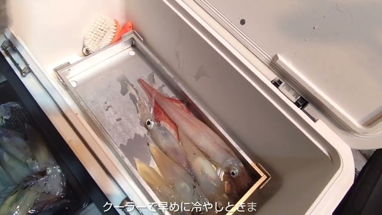 深夜便シロイカ祭り🎉山陰赤碕沖のオモリグ釣行
