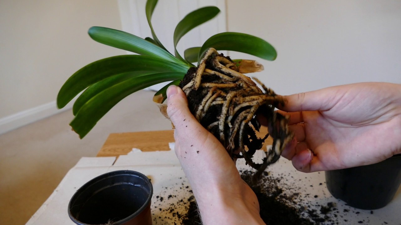 Clivia Repotting