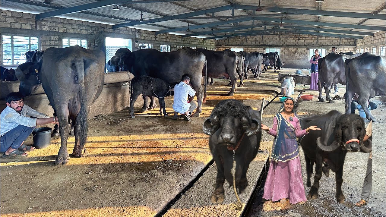 60 टॉप जाफराबादी भैंस का फार्म 800 लीटर दूध दिन का महीने का बिल 14 लख रुपए 