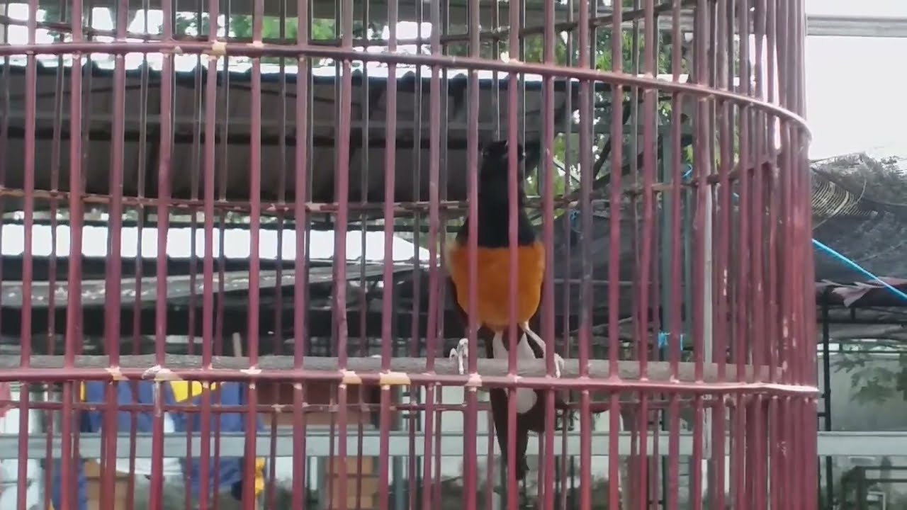 GAYA TARUNG MURAI MUDA HUTAN SEMI JINAK...