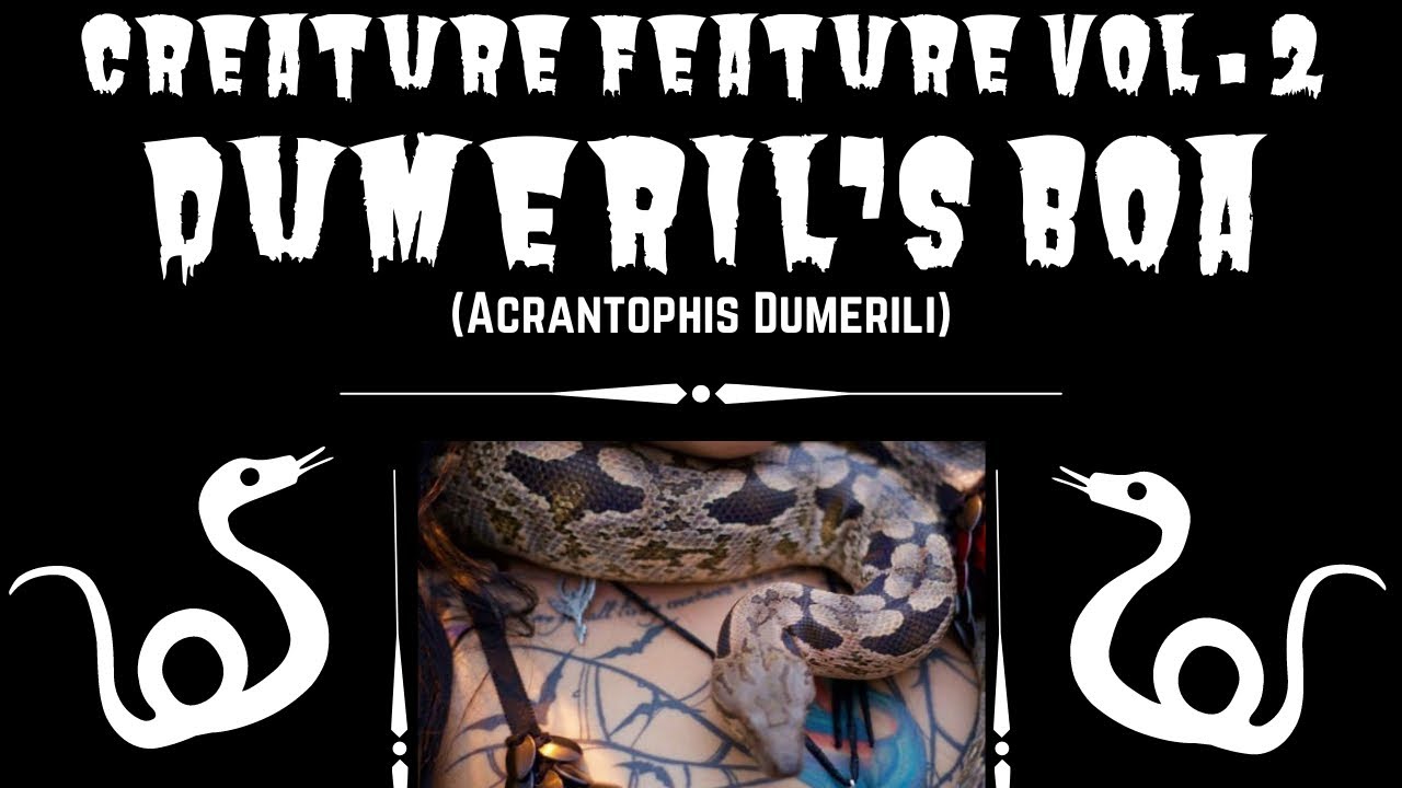 Dumeril’s Boas | Dumeril’s VS Columbian & Red Tail Boas | Creature Feature Vol. 2