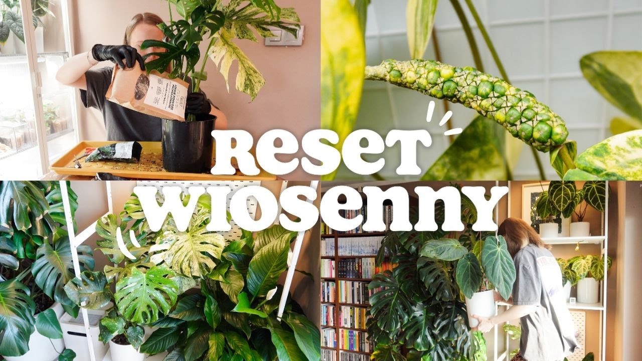 RESET WIOSENNY 🌤️ / Vlog roślinny / Redukcja kolekcji / Zmiany / Aranżacja regału roślinnego