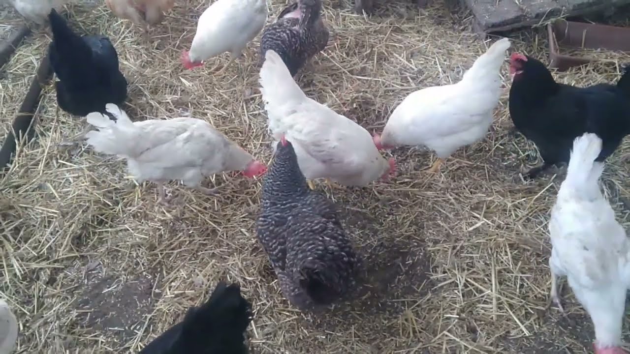 Когда и чем глистагонить  птицу. Дозировка лекарства для голубей.